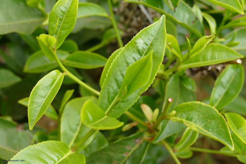Tea Plant 