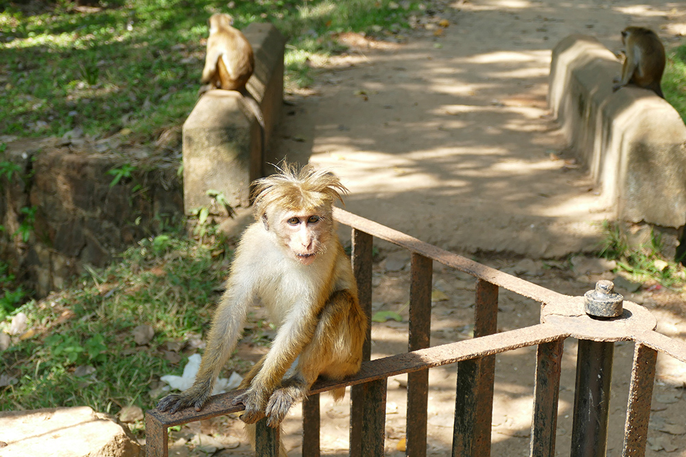 Toque Macaques in Anuradhapura and Mihintale Sri Lanka