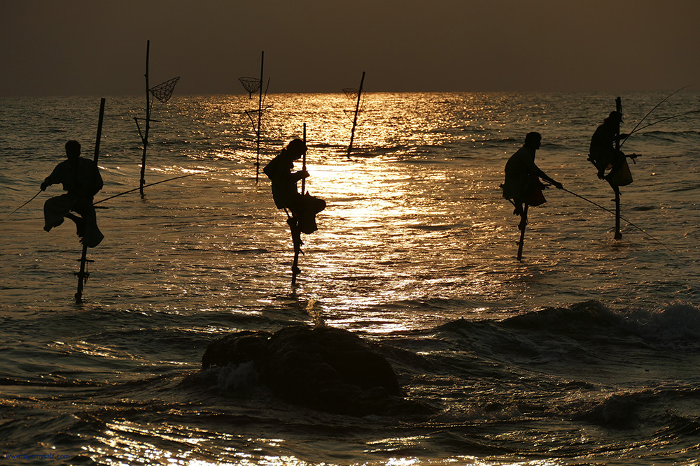 Stilt Fisher in Sri Lanka