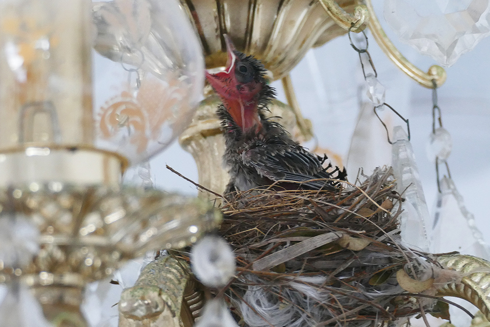 A bulbul and its nest in a Chandelier in Galle - Guide to the Highlights