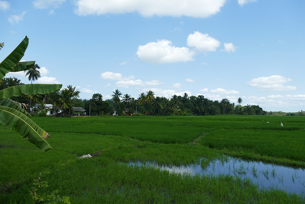Rice Paddies in Polonnaruwa